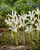 Netzblatt-Schwertlilie (Iris reticulata) 'Pauline White'
