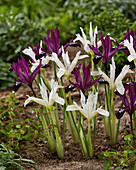 Netzblatt-Schwertlilie (Iris reticulata) 'Pauline' und 'Pauline White'
