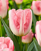 Tulpe (Tulipa) 'Pink Marble'