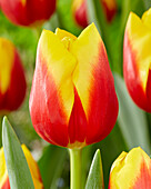 Tulpe (Tulipa) 'Aloha'