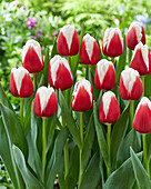 Tulipa Hema