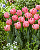 Tulipa Dotcom