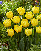 Tulpe (Tulipa) 'Strong Carlo'
