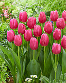 Tulipa Ivanka