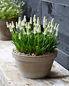 Traubenhyazinthen (Muscari) 'White Spear'