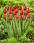 Tulpe (Tulipa) 'Red Model'