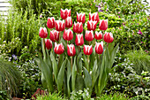 Tulpe (Tulipa) 'Stargazer'