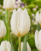 Tulpe (Tulipa) 'White Prince'
