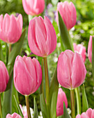 Tulpe (Tulipa) 'Sweet Telle'