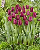 Tulipa Purple Valley