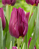 Tulpe (Tulipa) 'Purple Valley'