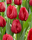 Tulpe (Tulipa) 'Seadov'