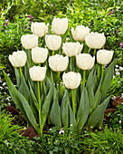 Tulpe (Tulipa) 'Maiko San'