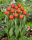 Tulpe (Tulipa) 'Esta Bonita'