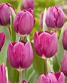 Tulipa Roeska