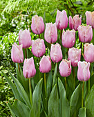 Tulpe (Tulipa) 'Versailles'