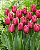 Tulpe (Tulipa) 'Arc de Triomphe'