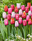 Tulpe (Tulipa) 'Fringed', Mischung