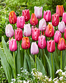 Tulipa Fringed Mix