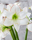 Hippeastrum Picotee