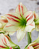 Hippeastrum Ambiance