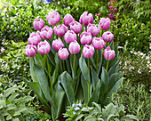 Tulipa Hurricane