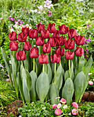 Tulpe (Tulipa) 'Red Saigon'