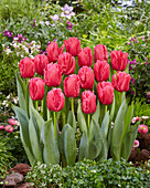 Tulipa Moneypenny