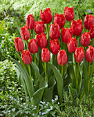Tulipa 277-445-99-1736