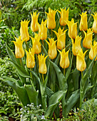 Tulipa 528-525-03-2004