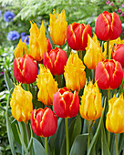 Tulpe (Tulipa) 'Esta Bonita', 'Yellow Fire'