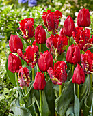 Tulpe (Tulipa) 'Seadov', 'Seadov Parrot'