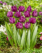 Tulpe (Tulipa) 'Negrita Double'