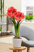 Hippeastrum Magical Touch