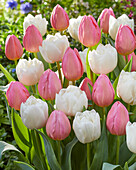 Tulpe (Tulipa) 'White Heart', 'Salmon Dream'