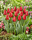 Tulpe (Tulipa) 'Scarlet Flight'