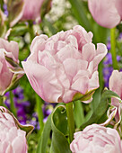 Tulpe (Tulipa) 'Gabriella Double'