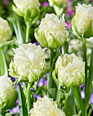 Tulipa Whipped Cream