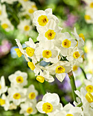 Narzisse (Narcissus) 'Avalux'