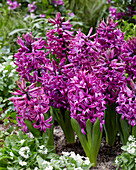 Hyazinthe (Hyacinthus) 'Purple Sensation'