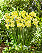 Narzisse (Narcissus) 'Verdin'