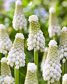 Traubenhyazinthen (Muscari) 'White Spear'