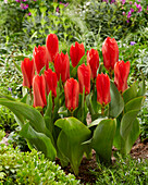 Tulipa Madame Lefeber