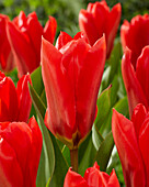 Tulpe (Tulipa) 'Madame Lefeber'