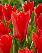 Tulipa Madame Lefeber