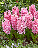 Hyazinthe (Hyacinthus) 'Fondant'