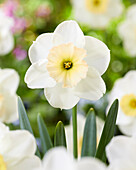 Narzisse (Narcissus) 'PK 1'