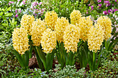 Hyacinthus Golden Crown