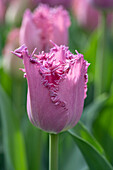 Tulpe (Tulipa) 'Lilac Frizzle'