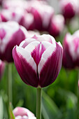 Tulipa Spitsbergen